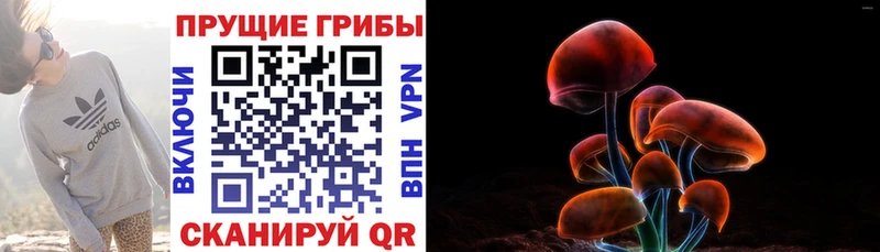 Галлюциногенные грибы Psilocybe  Карабулак 